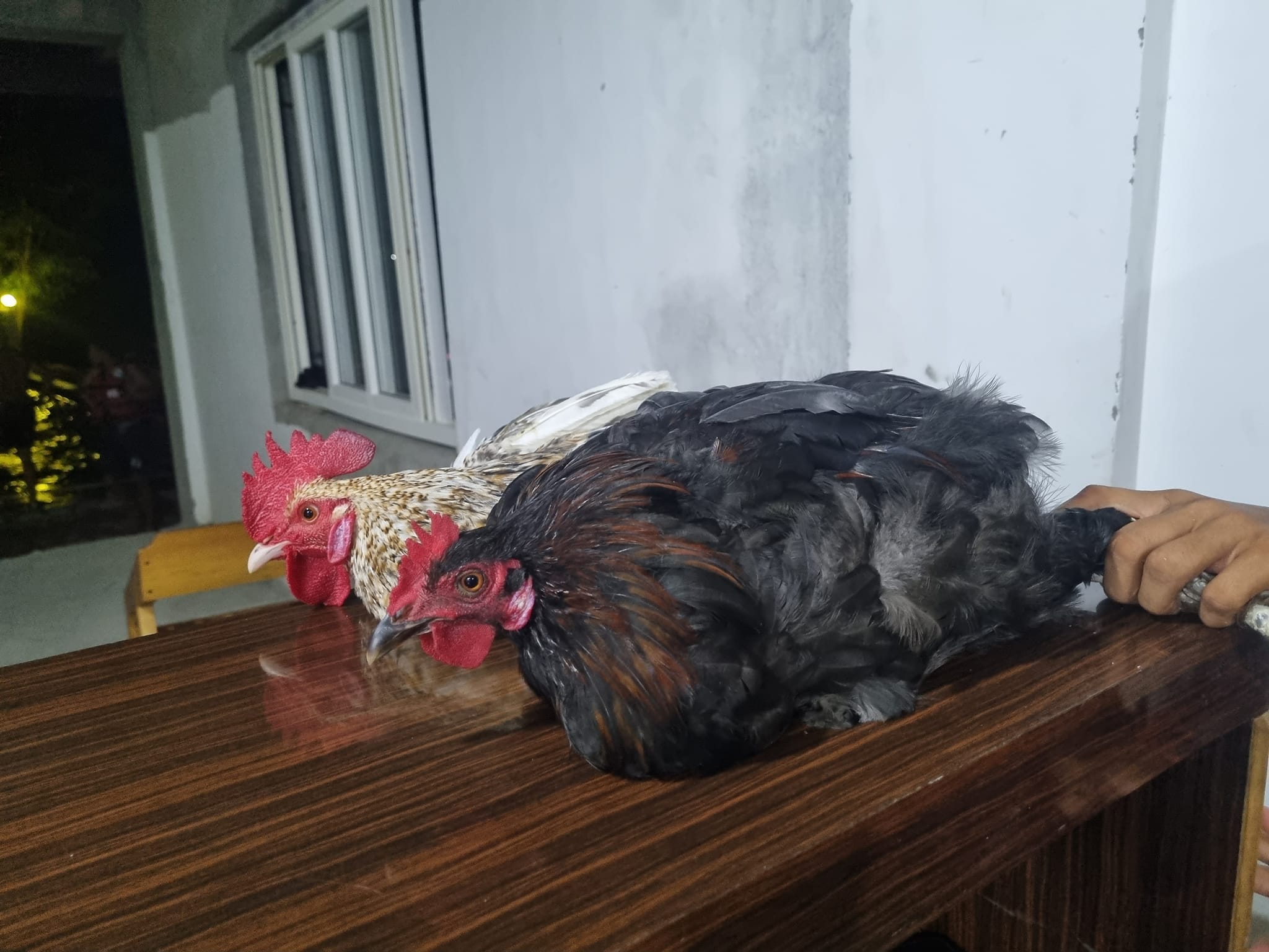 487712804_9774490575903636_6689632679408238899_n